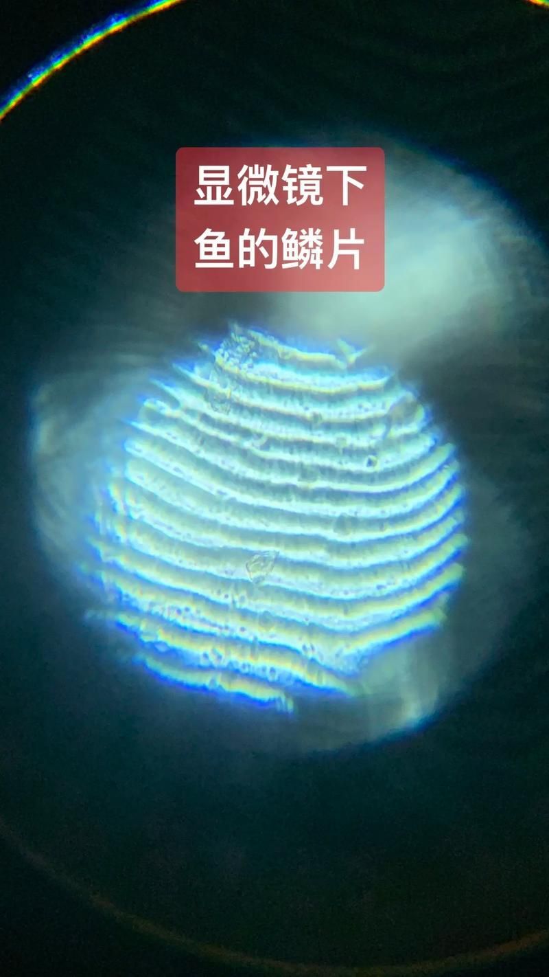 如何判斷龍魚的年齡？，如何判斷龍魚年齡