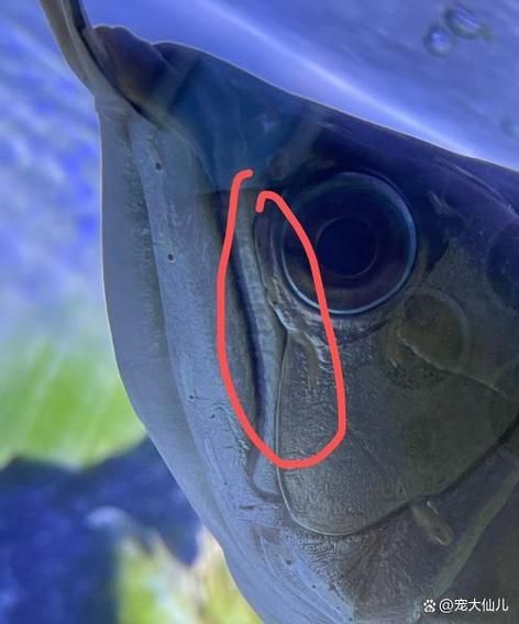 如何預防龍魚白霉病的發生，如何預防龍魚白霉病 如何預防龍魚白霉病的發生，如何預防龍魚白霉病 龍魚百科 第3張