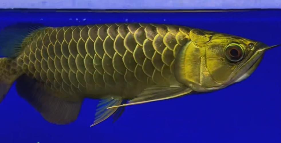 祥龍魚場官網有金龍魚的價格嗎？，祥龍魚場官方網站有金龍魚的價格嗎？ 祥龍魚場官網有金龍魚的價格嗎？，祥龍魚場官方網站有金龍魚的價格嗎？ 龍魚百科 第2張