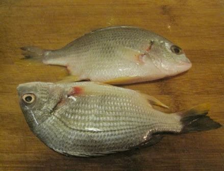 龍魚浮頭最好三個部位，龍魚浮頭怎么辦