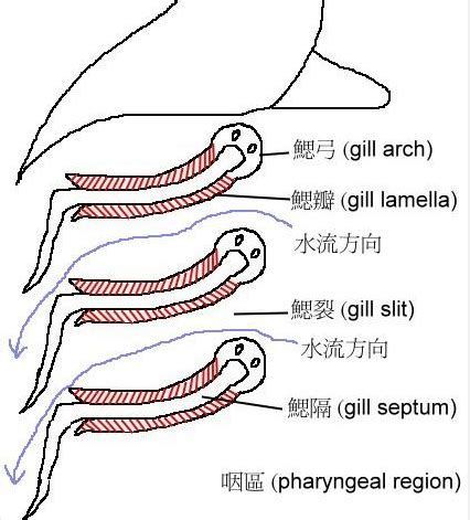 龍魚浮頭最好三個部位，龍魚浮頭怎么辦