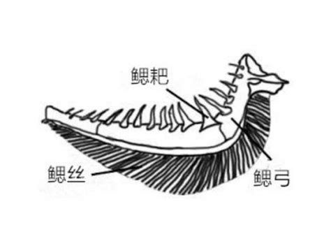 龍魚浮頭最好三個部位，龍魚浮頭怎么辦