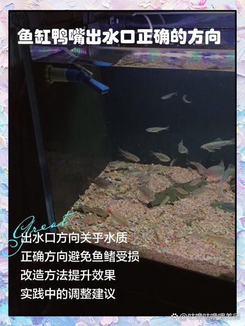如何預(yù)防龍魚(yú)鰓蓋小洞的發(fā)生，如何預(yù)防龍魚(yú)鰓蓋小洞的發(fā)生，預(yù)防龍魚(yú)鰓蓋小洞的發(fā)生 如何預(yù)防龍魚(yú)鰓蓋小洞的發(fā)生，如何預(yù)防龍魚(yú)鰓蓋小洞的發(fā)生，預(yù)防龍魚(yú)鰓蓋小洞的發(fā)生 龍魚(yú)百科 第9張