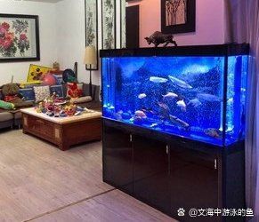 龍魚魚缸的最佳擺放位置在哪里？