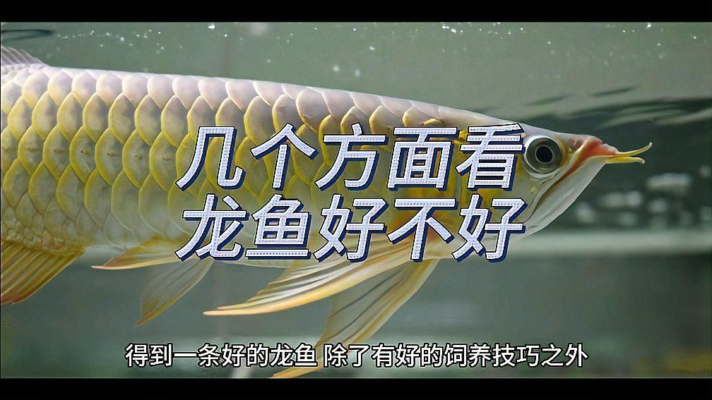 如何辨別龍魚的品相與血統(tǒng)，如何鑒別龍魚的品相與血統(tǒng) 如何辨別龍魚的品相與血統(tǒng)，如何鑒別龍魚的品相與血統(tǒng) 龍魚百科 第2張