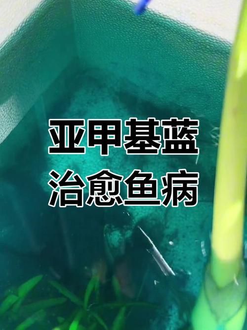 如何正確使用亞甲基藍和黃粉,亞甲基藍與黃粉的正確使用亞甲基藍與黃粉的正確使用方法 龍魚百科 第3張 如何正確使用亞甲基藍和黃粉,亞甲基藍與黃粉的正確使用亞甲基藍與黃粉的正確使用方法 如何正確使用亞甲基藍和黃粉,亞甲基藍與黃粉的正確使用亞甲基藍與黃粉的正確使用方法 龍魚百科 第3張