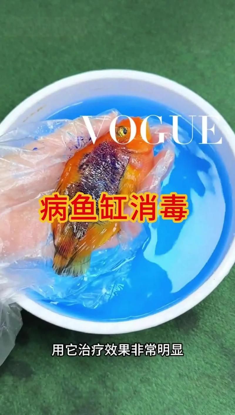 如何正確使用亞甲基藍和黃粉,亞甲基藍與黃粉的正確使用亞甲基藍與黃粉的正確使用方法 龍魚百科 第5張 如何正確使用亞甲基藍和黃粉,亞甲基藍與黃粉的正確使用亞甲基藍與黃粉的正確使用方法 如何正確使用亞甲基藍和黃粉,亞甲基藍與黃粉的正確使用亞甲基藍與黃粉的正確使用方法 龍魚百科 第5張
