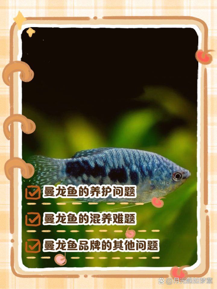 曼龍魚為什么不建議養，為什么不建議養曼龍魚