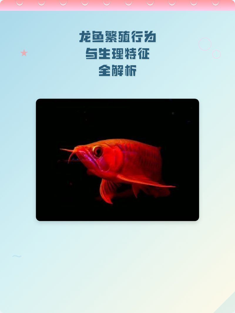 金龍魚繁殖技術(shù)有哪些？，金龍魚的繁殖技術(shù)