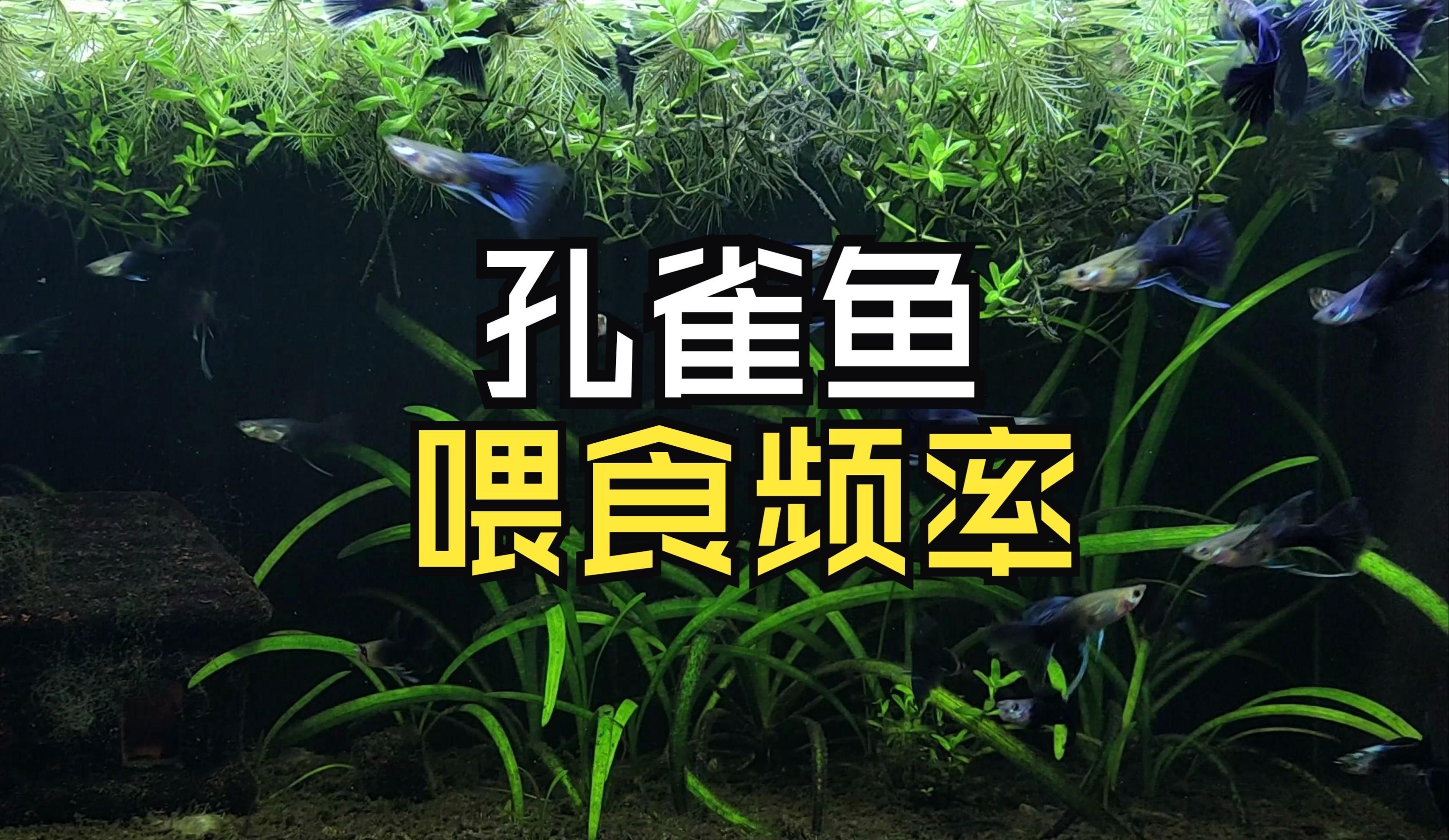孔雀魚一次喂多少合適，孔雀魚一次喂多少合適孔雀魚分階段喂食計劃表