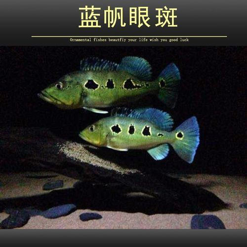 藍帆三間魚的價格是多少？，藍帆三間魚的價格是多少藍帆三間魚的價格是多少