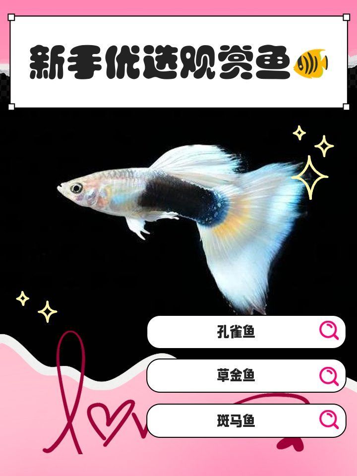 有哪些觀賞魚品種推薦，觀賞魚品種推薦：十種廣受歡迎且適合家庭飼養的觀賞魚品種推薦 有哪些觀賞魚品種推薦，觀賞魚品種推薦：十種廣受歡迎且適合家庭飼養的觀賞魚品種推薦 龍魚百科 第2張