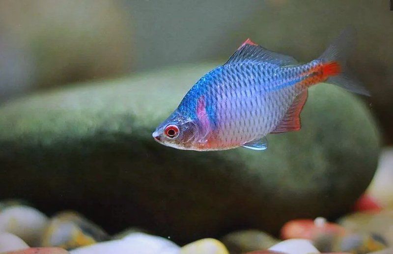 有哪些觀賞魚品種推薦，觀賞魚品種推薦：十種廣受歡迎且適合家庭飼養的觀賞魚品種推薦 有哪些觀賞魚品種推薦，觀賞魚品種推薦：十種廣受歡迎且適合家庭飼養的觀賞魚品種推薦 龍魚百科 第1張