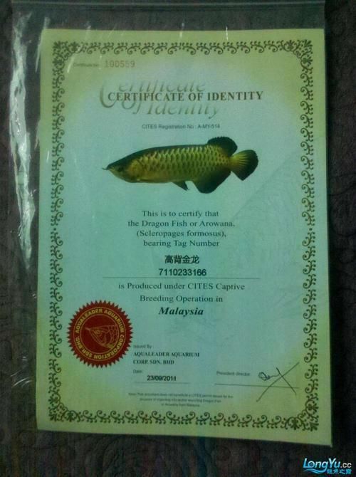 如何判斷一個龍魚品牌是否正規？，如何判斷一個龍魚品牌是否正規 如何判斷一個龍魚品牌是否正規？，如何判斷一個龍魚品牌是否正規 龍魚百科 第4張