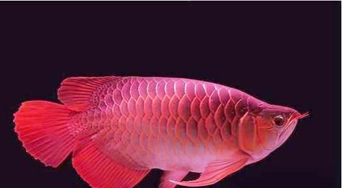 有哪些紅龍魚品種顏色不同，紅龍魚品種繁多，顏色各異，主要包括以下幾種紅龍魚