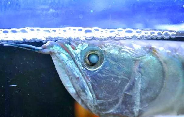 如何預防魚蒙眼的發生，如何預防魚眼蒙眼