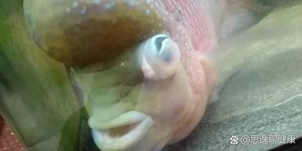 如何預防魚蒙眼的發生，如何預防魚眼蒙眼 如何預防魚蒙眼的發生，如何預防魚眼蒙眼 龍魚百科 第6張