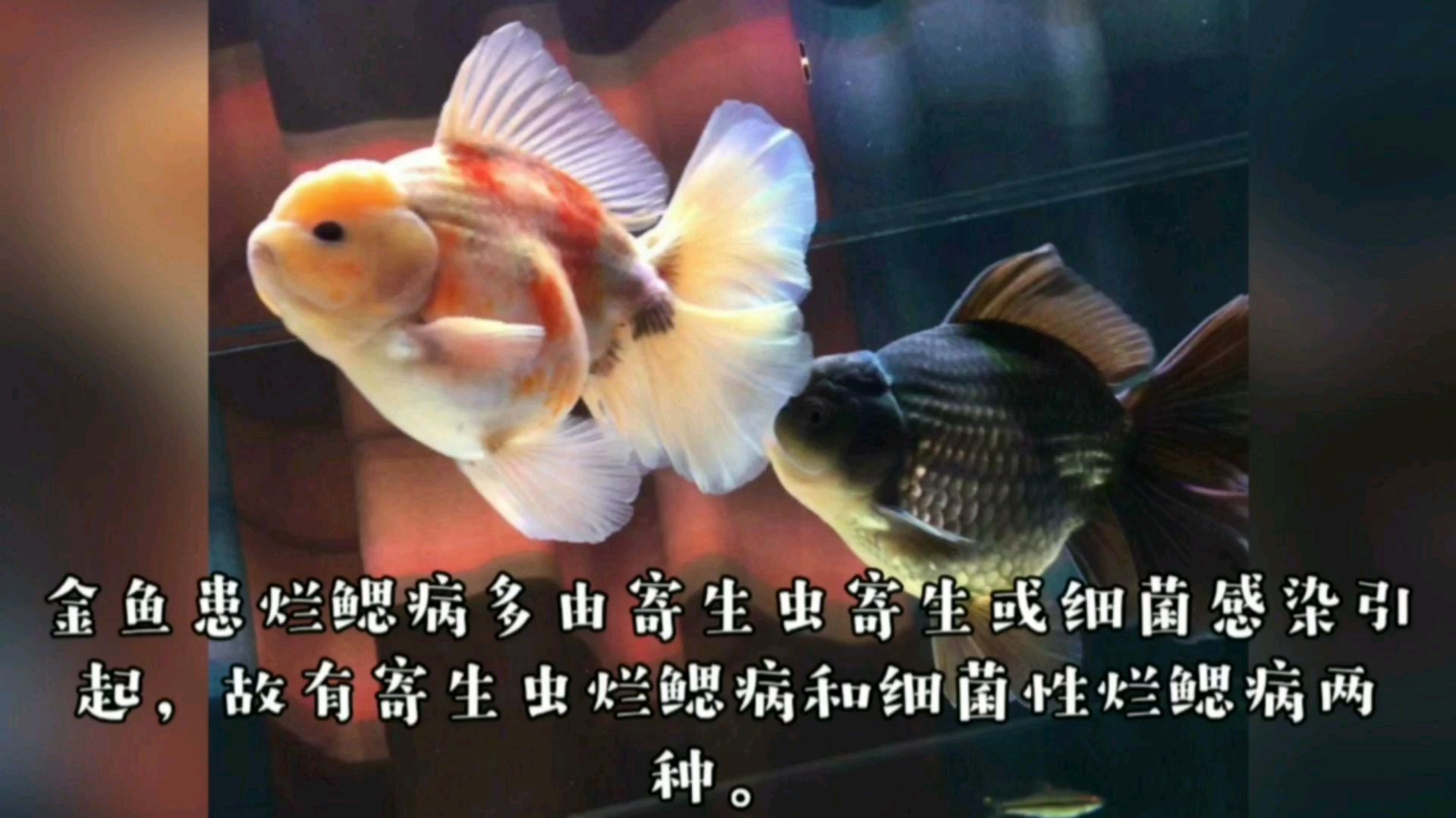 魚爛鰓能完全自愈嗎 魚爛鰓能完全自愈嗎 龍魚百科 第1張