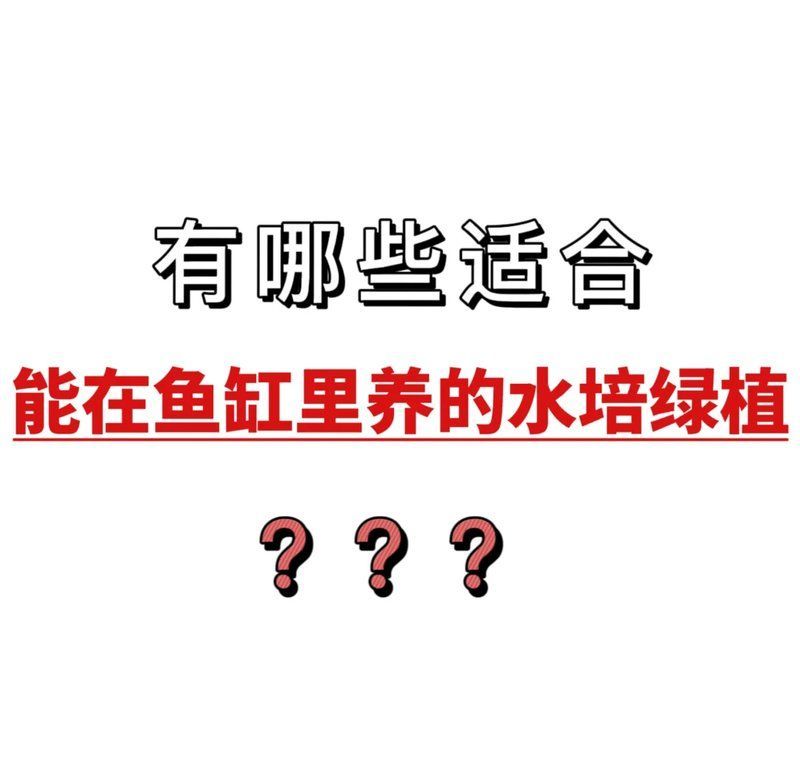 龍魚缸最佳搭配植物有哪些？，如何搭配龍魚缸的植物
