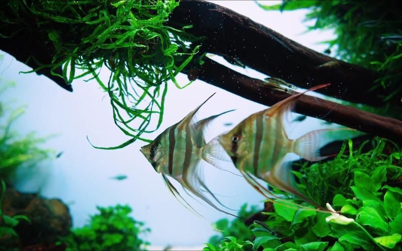 如何飼養這些熱門觀賞魚品種