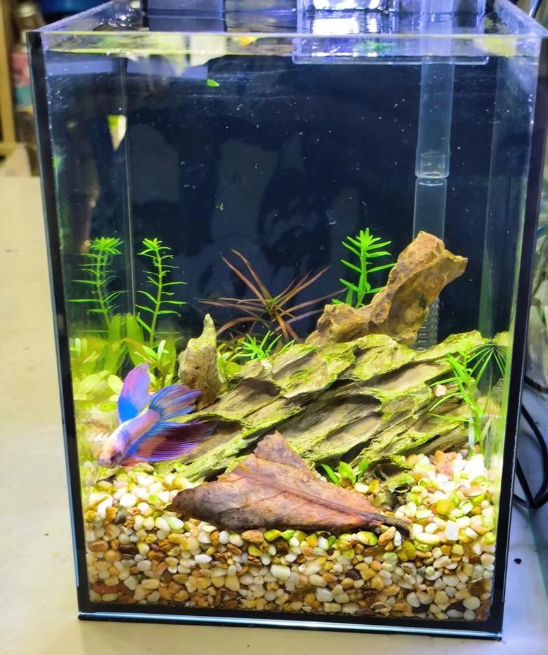如何飼養這些熱門觀賞魚品種