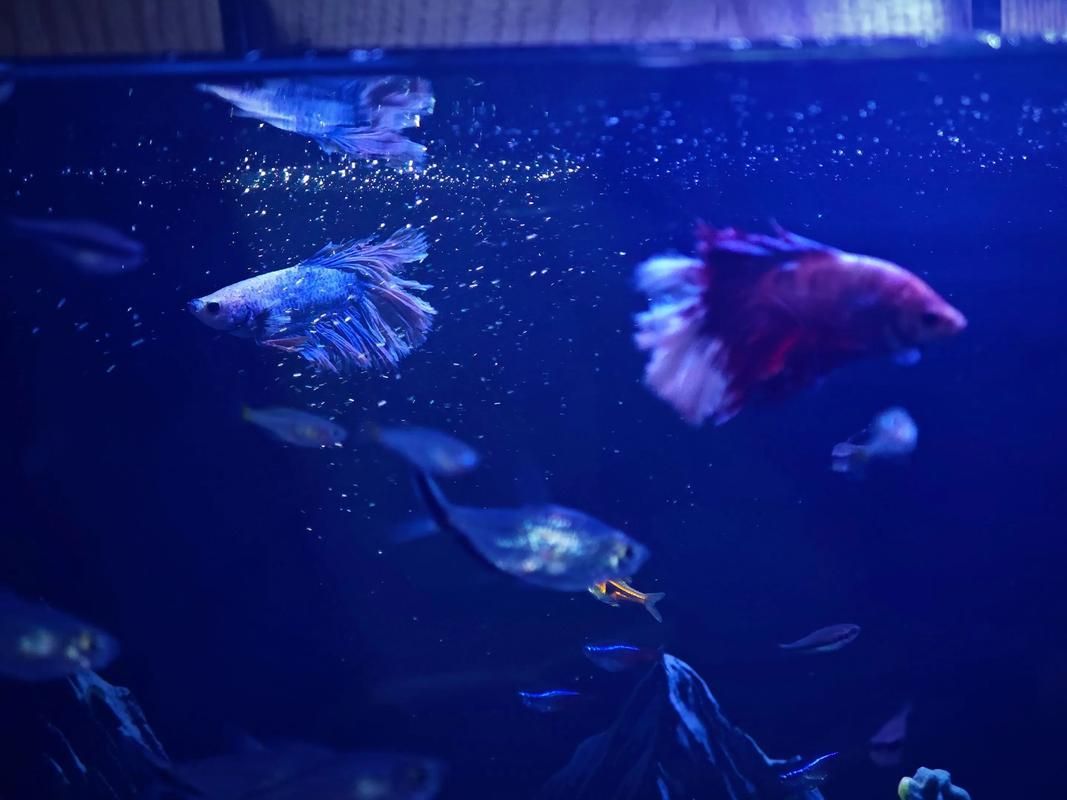 如何飼養這些熱門觀賞魚品種