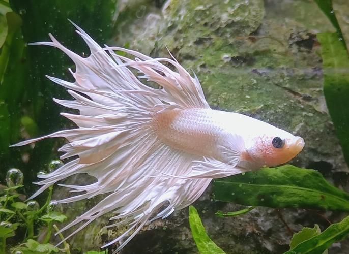 如何飼養這些熱門觀賞魚品種