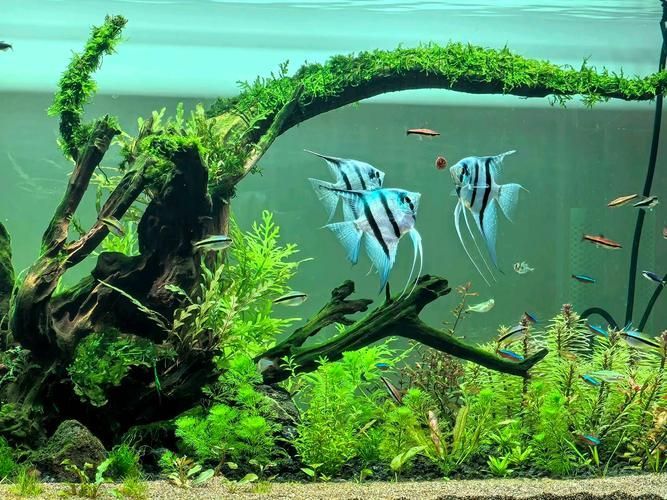 如何飼養這些熱門觀賞魚品種