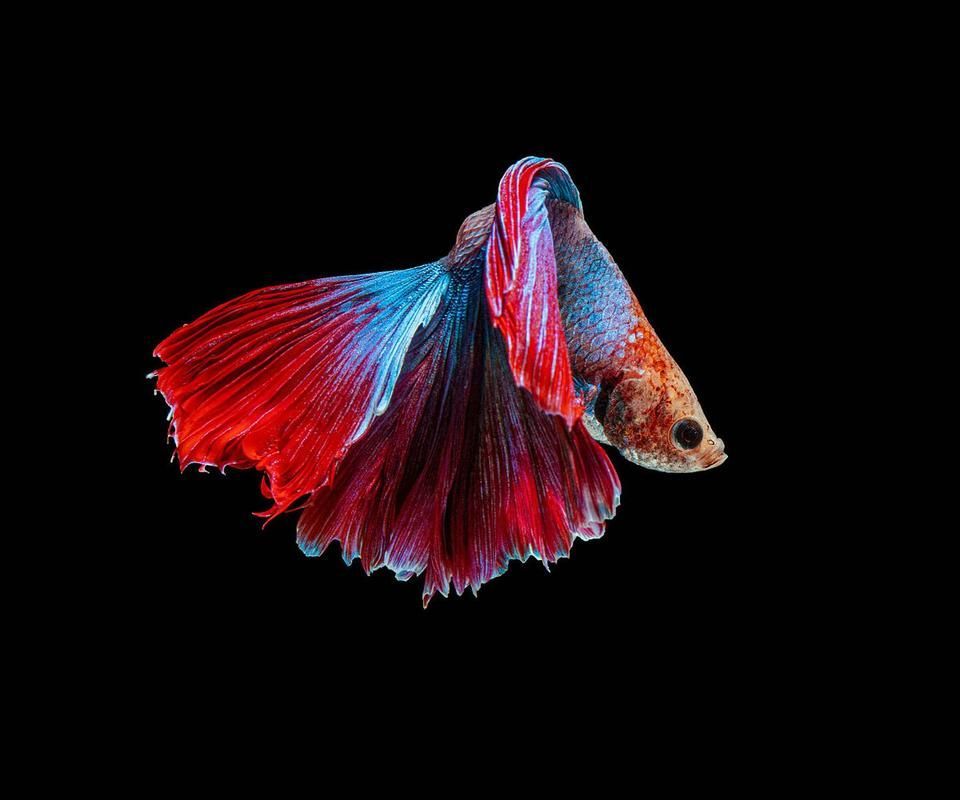 如何飼養這些熱門觀賞魚品種