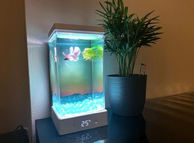 如何飼養這些熱門觀賞魚品種