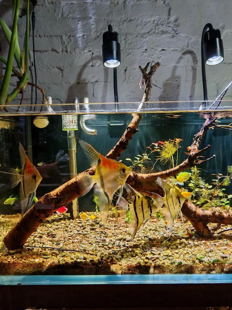 如何飼養這些熱門觀賞魚品種
