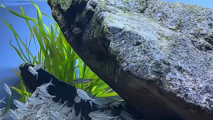 能推薦幾款性價比高的龍魚缸嗎？，如何選擇一款性價比高的龍魚缸 能推薦幾款性價比高的龍魚缸嗎？，如何選擇一款性價比高的龍魚缸 龍魚百科 第5張