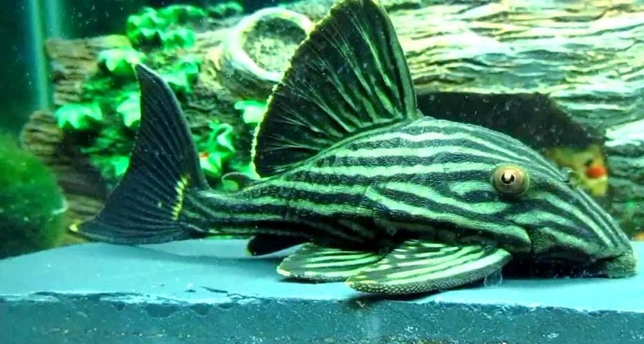 如何判斷綠皮皇冠豹魚是否健康？，如何判斷綠皮皇冠豹魚是否健康？——科學評估指南