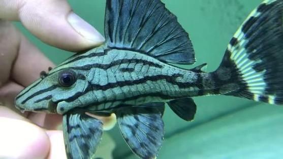 如何判斷綠皮皇冠豹魚是否健康？，如何判斷綠皮皇冠豹魚是否健康？——科學評估指南
