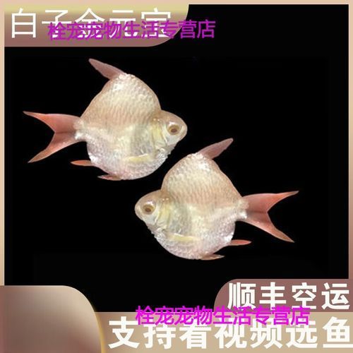 泰國雪鯽魚的價格是多少？，泰國雪鯽魚價格是多少