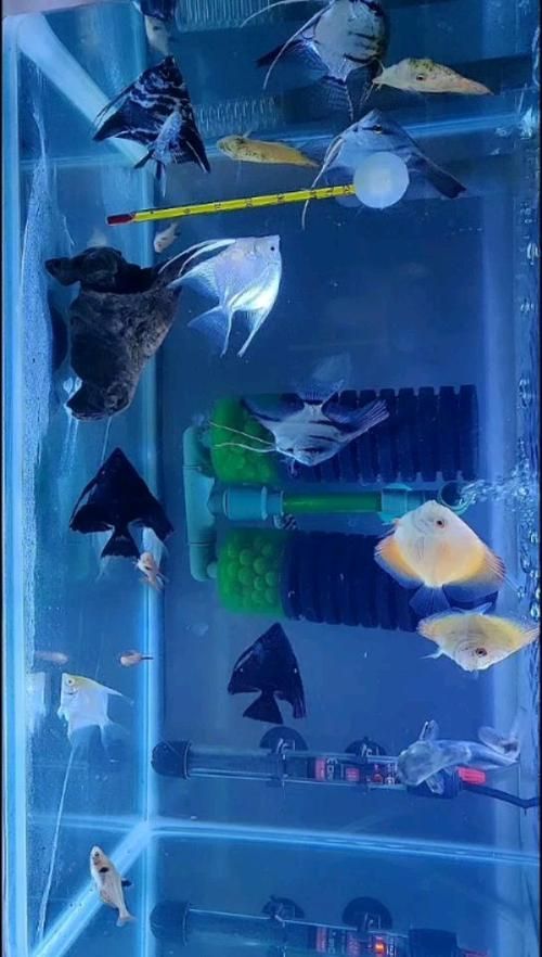 泰國雪鯽魚的價格是多少?,泰國雪鯽魚價格是多少 龍魚百科 第4張 泰國雪鯽魚的價格是多少?,泰國雪鯽魚價格是多少 泰國雪鯽魚的價格是多少?,泰國雪鯽魚價格是多少 龍魚百科 第4張