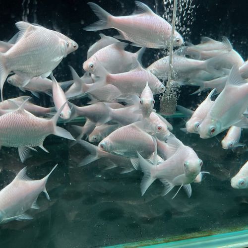 泰國雪鯽魚的價格是多少？，泰國雪鯽魚價格是多少