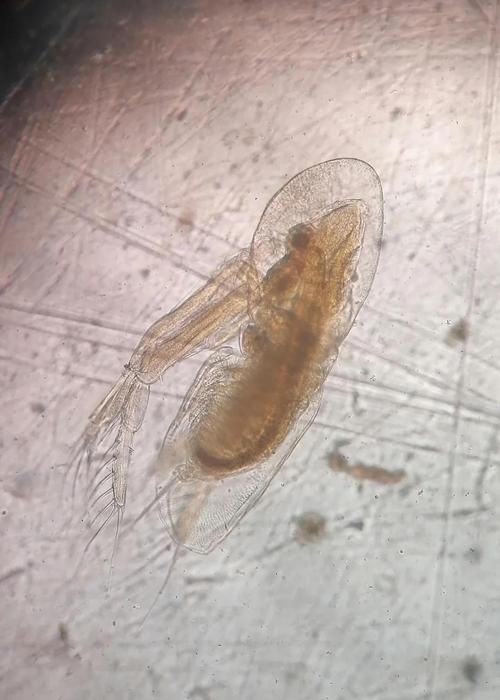 如何預防魚寄生蟲的爆發(fā)，如何預防魚寄生蟲爆發(fā) 如何預防魚寄生蟲的爆發(fā)，如何預防魚寄生蟲爆發(fā) 龍魚百科 第5張