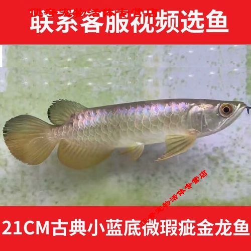 過(guò)背金龍魚(yú)幼魚(yú)的價(jià)格是多少，過(guò)背金龍魚(yú)幼魚(yú)價(jià)格是多少
