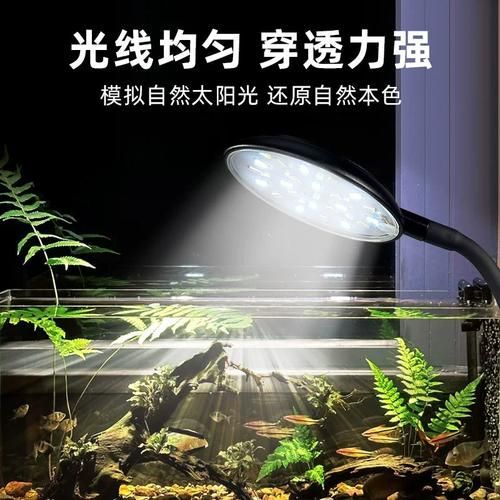 如何根據魚缸形狀選擇魚缸燈，魚缸燈的選擇對于營造一個理想的水族箱環境至關重要 如何根據魚缸形狀選擇魚缸燈，魚缸燈的選擇對于營造一個理想的水族箱環境至關重要 龍魚百科 第11張