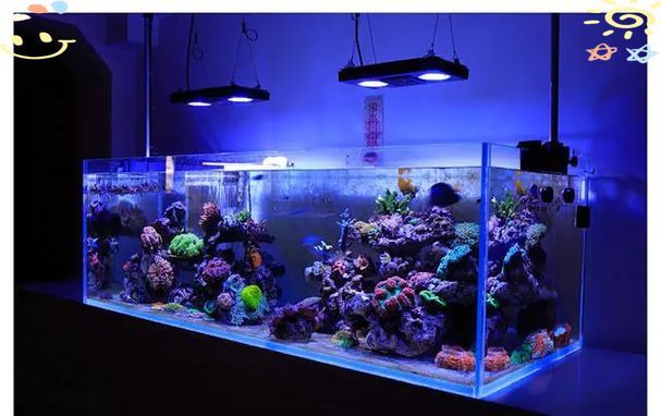 如何根據魚缸形狀選擇魚缸燈，魚缸燈的選擇對于營造一個理想的水族箱環境至關重要 如何根據魚缸形狀選擇魚缸燈，魚缸燈的選擇對于營造一個理想的水族箱環境至關重要 龍魚百科 第16張