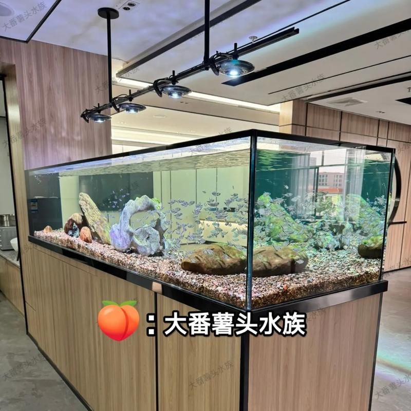 如何根據魚缸形狀選擇魚缸燈，魚缸燈的選擇對于營造一個理想的水族箱環境至關重要 如何根據魚缸形狀選擇魚缸燈，魚缸燈的選擇對于營造一個理想的水族箱環境至關重要 龍魚百科 第15張