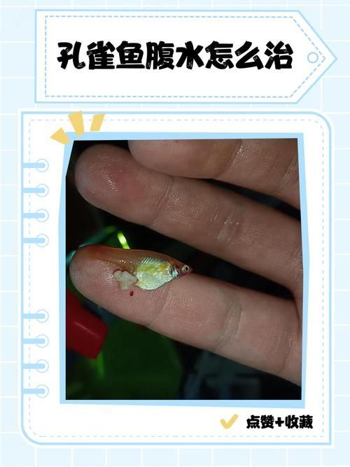 如何判斷魚腹水是否嚴重，———觀賞魚腹水病嚴重性評估指南