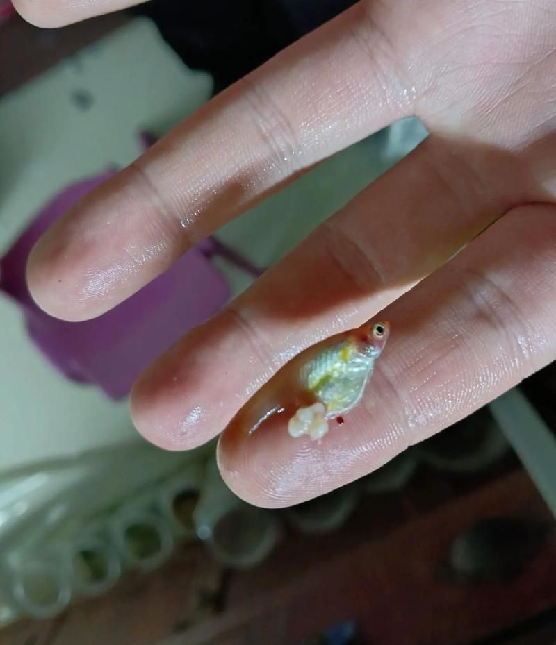 如何判斷魚腹水是否嚴重，———觀賞魚腹水病嚴重性評估指南