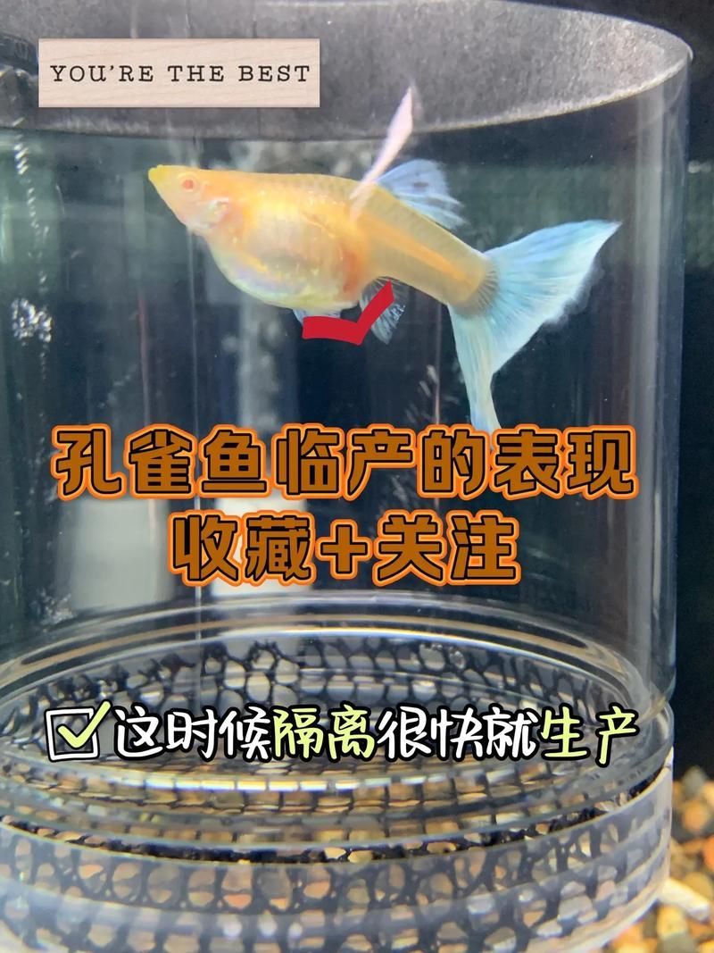 如何判斷魚腹水是否嚴重，———觀賞魚腹水病嚴重性評估指南