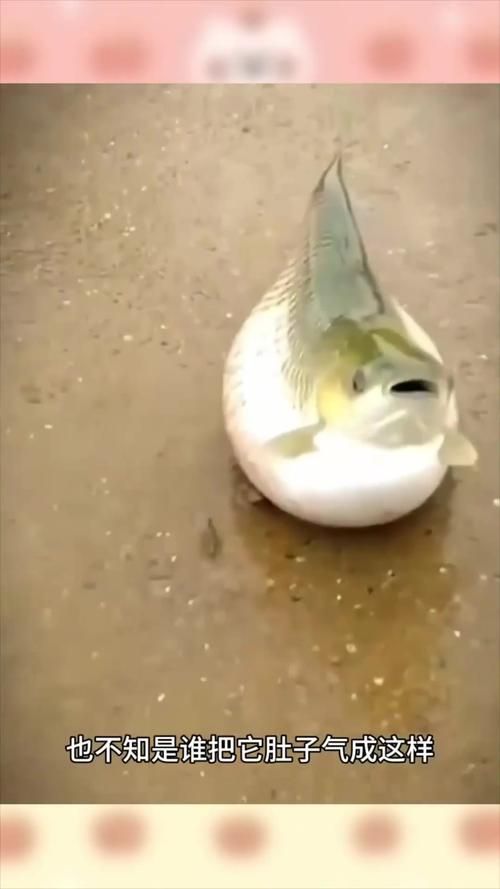如何判斷魚腹水是否嚴重，———觀賞魚腹水病嚴重性評估指南