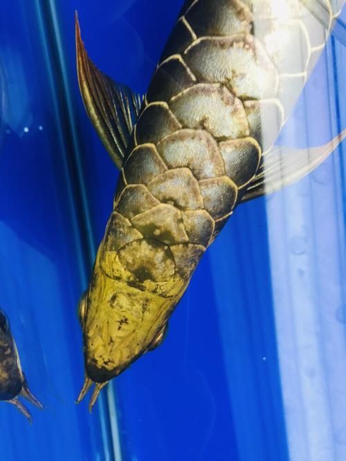 如何區(qū)分金頭過背的炮頭和普通過背，“金頭過背的炮頭和“普通過背”與“普通過背”的區(qū)別