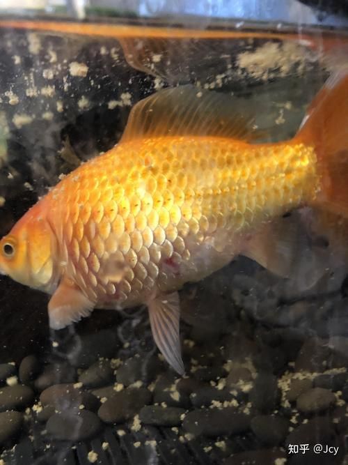 能提供更多關于金魚炸鱗病的圖片嗎，過背金龍魚混養有哪些成功案例判斷過背金龍魚是否適應混養