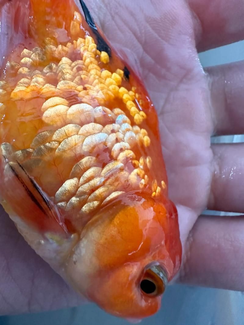能提供更多關于金魚炸鱗病的圖片嗎，過背金龍魚混養有哪些成功案例判斷過背金龍魚是否適應混養