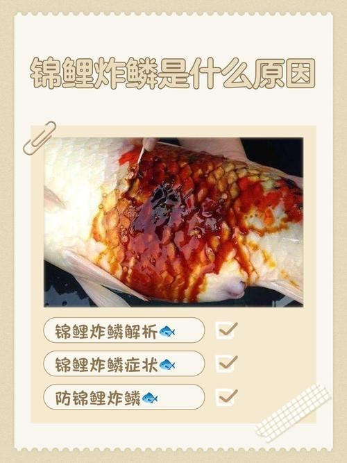 能提供更多關于金魚炸鱗病的圖片嗎，過背金龍魚混養有哪些成功案例判斷過背金龍魚是否適應混養